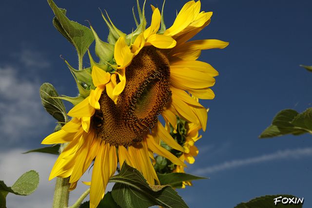 album/058 girasole controtendenza.JPG